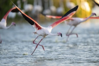 Greater Flamingo (Phoenicopterus roseus) starts flying from the water at sunset, Parc Naturel