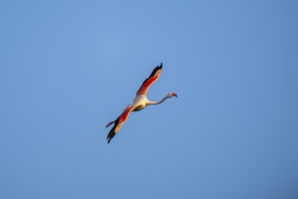 Greater Flamingo (Phoenicopterus roseus) flying in the sky at sunset, Parc Naturel Regional de