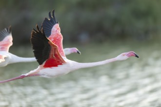 Greater Flamingo (Phoenicopterus roseus) starts flying from the water at sunset, Parc Naturel