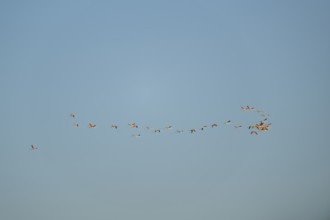 Greater Flamingo (Phoenicopterus roseus) flying in the sky at sunset, Parc Naturel Regional de