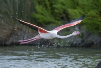 Greater Flamingo (Phoenicopterus roseus) starts flying from the water at sunset, Parc Naturel