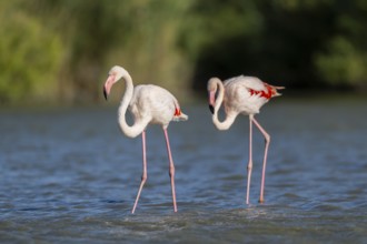 Greater Flamingos (Phoenicopterus roseus) walking in the water, Parc Naturel Regional de Camargue,