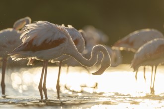 Greater Flamingo (Phoenicopterus roseus) standing in the water cleaning its feathers at sunset,