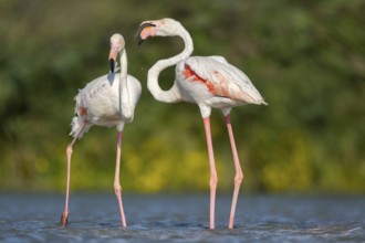Greater Flamingos (Phoenicopterus roseus) standing in the water, Parc Naturel Regional de Camargue,
