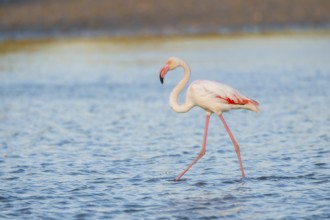 Greater Flamingo (Phoenicopterus roseus) walking in the water at sunset, Parc Naturel Regional de