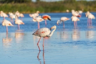 Greater Flamingo (Phoenicopterus roseus) standing in the water, Parc Naturel Regional de Camargue,