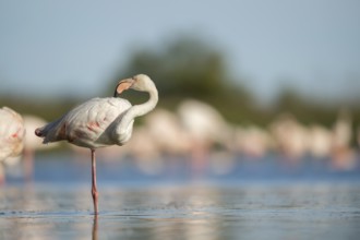 Greater Flamingo (Phoenicopterus roseus) standing in the water, Parc Naturel Regional de Camargue,