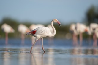Greater Flamingo (Phoenicopterus roseus) walking in the water, Parc Naturel Regional de Camargue,