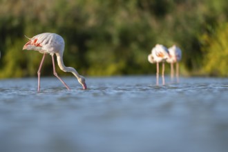 Greater Flamingos (Phoenicopterus roseus) walking in the water, Parc Naturel Regional de Camargue,