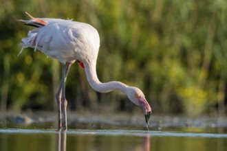 Greater Flamingo (Phoenicopterus roseus) standing in the water, Parc Naturel Regional de Camargue,