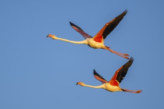Greater Flamingo (Phoenicopterus roseus) flying in the sky at sunset, Parc Naturel Regional de