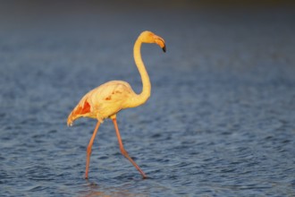 Greater Flamingo (Phoenicopterus roseus) walking in the water at sunset, Parc Naturel Regional de