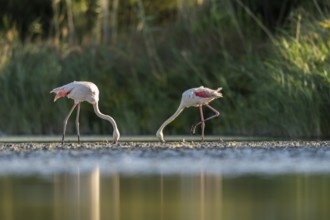 Greater Flamingo (Phoenicopterus roseus) standing in the water, Parc Naturel Regional de Camargue,