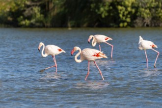 Greater Flamingos (Phoenicopterus roseus) walking in the water, Parc Naturel Regional de Camargue,