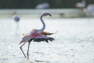 Greater Flamingo (Phoenicopterus roseus) shaking its wings, Parc Naturel Regional de Camargue,