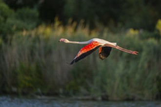 Greater Flamingo (Phoenicopterus roseus) starts flying from the water at sunset, Parc Naturel