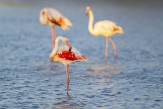 Greater Flamingo (Phoenicopterus roseus) standing in the water at sunset, Parc Naturel Regional de