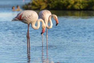 Greater Flamingos (Phoenicopterus roseus) standing in the water, Parc Naturel Regional de Camargue,