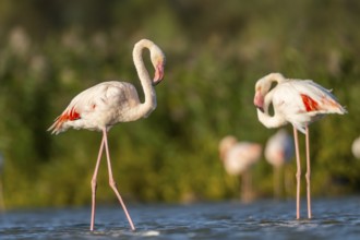 Greater Flamingos (Phoenicopterus roseus) walking in the water, Parc Naturel Regional de Camargue,