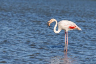 Greater Flamingo (Phoenicopterus roseus) standing in the water, Parc Naturel Regional de Camargue,