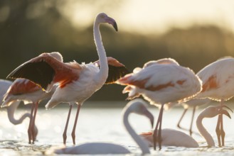 Greater Flamingo (Phoenicopterus roseus) standing in the water cleaning its feathers at sunset,