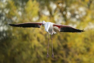 Greater Flamingo (Phoenicopterus roseus) landing in the water at sunset, Parc Naturel Regional de