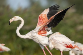 Greater Flamingo (Phoenicopterus roseus) shaking its wings, Parc Naturel Regional de Camargue,