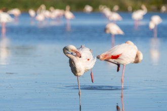 Greater Flamingo (Phoenicopterus roseus) standing in the water, Parc Naturel Regional de Camargue,