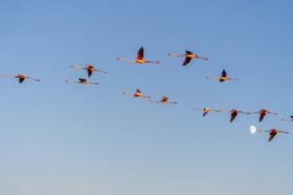 Greater Flamingo (Phoenicopterus roseus) flying in the sky at sunset, Parc Naturel Regional de