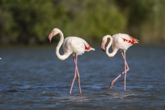 Greater Flamingos (Phoenicopterus roseus) walking in the water, Parc Naturel Regional de Camargue,