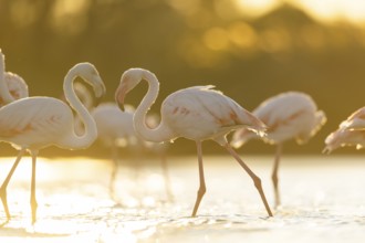 Greater Flamingo (Phoenicopterus roseus) walking in the water at sunset, Parc Naturel Regional de
