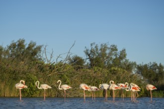 Greater Flamingos (Phoenicopterus roseus) standing in the water, Parc Naturel Regional de Camargue,