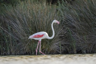 Greater Flamingo (Phoenicopterus roseus) walking in the water, Parc Naturel Regional de Camargue,