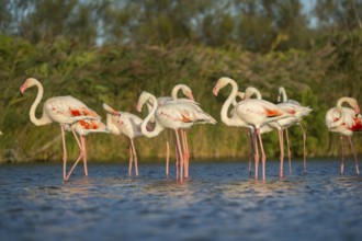 Greater Flamingos (Phoenicopterus roseus) standing in the water, Parc Naturel Regional de Camargue,