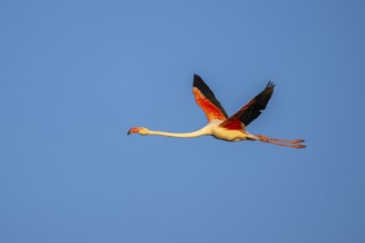 Greater Flamingo (Phoenicopterus roseus) flying in the sky at sunset, Parc Naturel Regional de