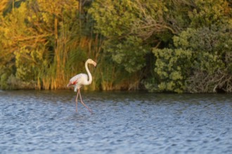 Greater Flamingo (Phoenicopterus roseus) walking in the water at sunset, Parc Naturel Regional de