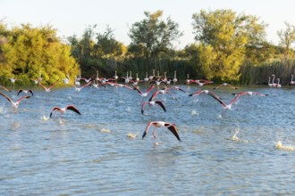 Greater Flamingo (Phoenicopterus roseus) starts flying from the water at sunset, Parc Naturel