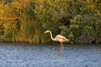 Greater Flamingo (Phoenicopterus roseus) standing in the water at sunset, Parc Naturel Regional de