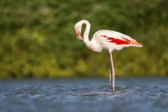 Greater Flamingo (Phoenicopterus roseus) standing in the water, Parc Naturel Regional de Camargue,