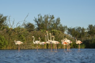 Greater Flamingos (Phoenicopterus roseus) standing in the water, Parc Naturel Regional de Camargue,
