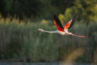 Greater Flamingo (Phoenicopterus roseus) starts flying from the water at sunset, Parc Naturel