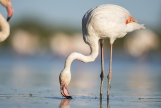 Greater Flamingo (Phoenicopterus roseus) standing in the water, Parc Naturel Regional de Camargue,