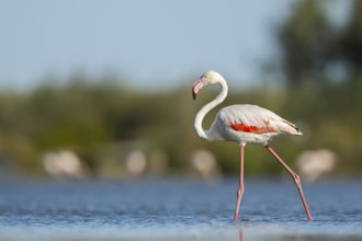 Greater Flamingo (Phoenicopterus roseus) walking in the water, Parc Naturel Regional de Camargue,