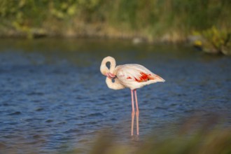 Greater Flamingo (Phoenicopterus roseus) standing in the water, Parc Naturel Regional de Camargue,