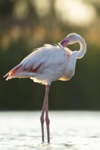 Greater Flamingo (Phoenicopterus roseus) standing in the water at sunset, Parc Naturel Regional de
