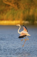 Greater Flamingo (Phoenicopterus roseus) landing in the water at sunset, Parc Naturel Regional de