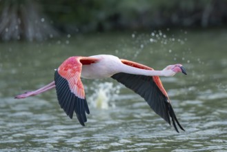 Greater Flamingo (Phoenicopterus roseus) starts flying from the water at sunset, Parc Naturel