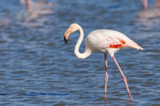 Greater Flamingo (Phoenicopterus roseus) walking in the water, Parc Naturel Regional de Camargue,
