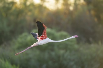 Greater Flamingo (Phoenicopterus roseus) starts flying from the water at sunset, Parc Naturel