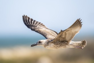 Yellow-legged gull (Larus michahellis) youngster, flying, Parc Naturel Regional de Camargue, France